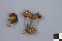 Inocybe lacera image